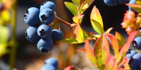 Crveni listovi borovnice: uzroci, liječenje